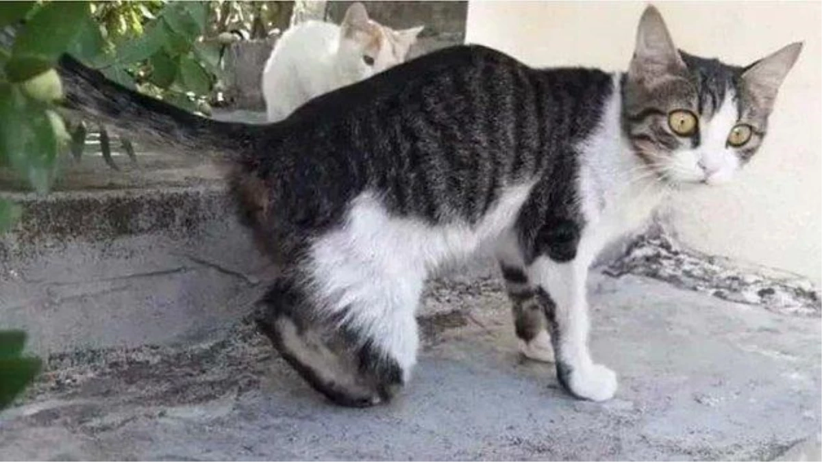 Gaziantep\'te korkunç iddia! Çok sayıda ayağı kesik kedi bulundu