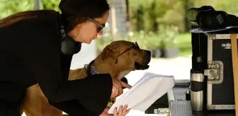 Dikkat Köpek Var... 'HAYVANLARI KORUMA GÜNÜ'NDE SETE ÇIKTI!