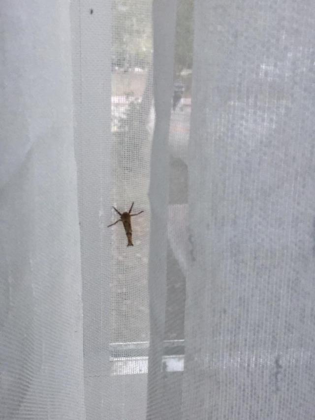 Edirne'deki KYK yurdunda kalan öğrencilerden ürküten sözler: Arkadaşımızı yatağında yılan ısırdı