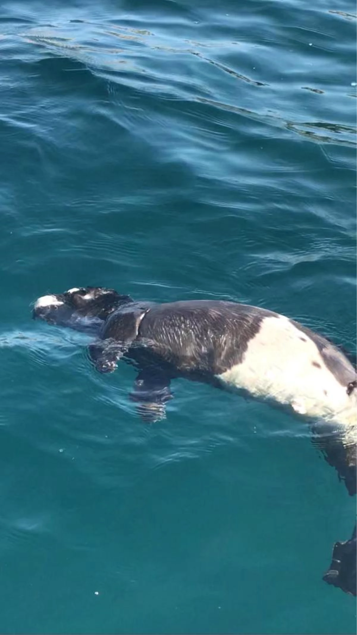Son dakika haberi | Kuşadası Dilek Yarımadası Milli Parkı açıklarında yavru Akdeniz Foku ölü bulundu