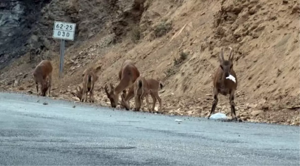 UZMANINDAN YABAN HAYVANLARI İÇİN UYARI: DOĞAYA ATILAN ÇÖPLER AVCILIK KADAR TEHLİKELİ