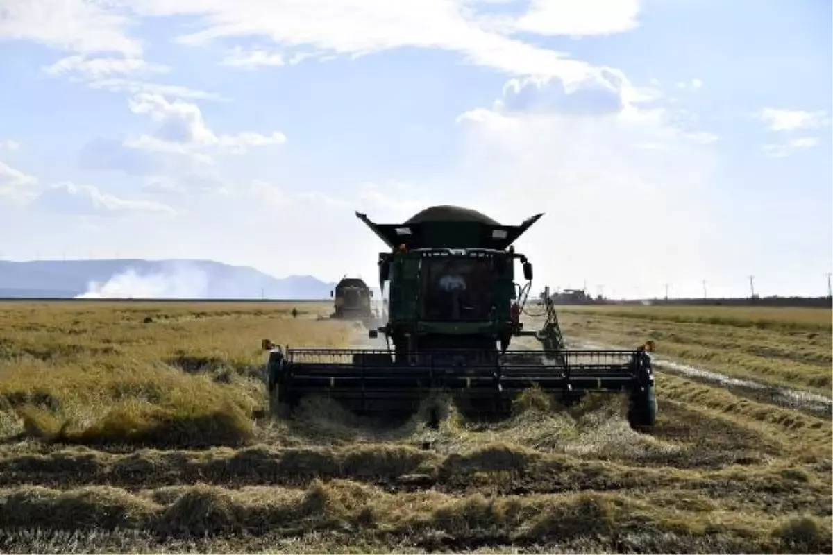 Bakan Kirişci\'den çiftçiye güzel haber: Çeltikte alım fiyatını ton başına 1000 lira artırıyoruz