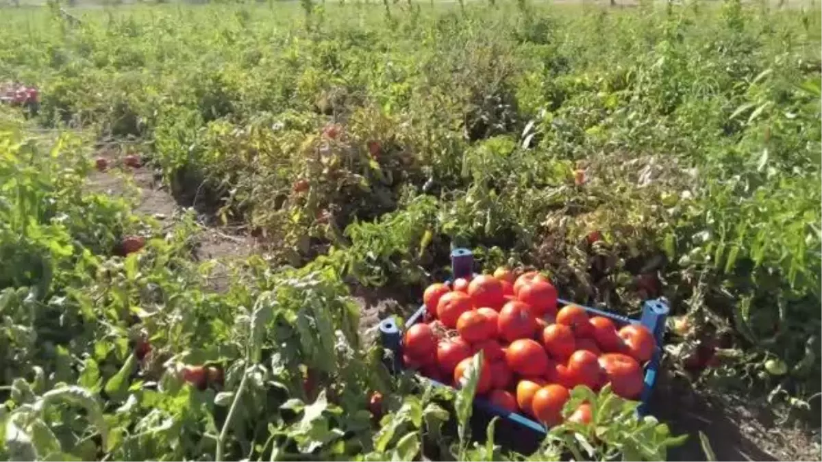 Destekle domates üretimine başlayan kadın girişimci bu sezon tonlarca ürün bekliyor