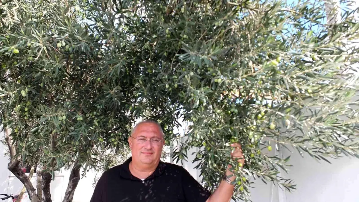 Balıkesir ekonomi haberleri | Burhaniye\'de zeytinde bereket yılı yaşanıyor