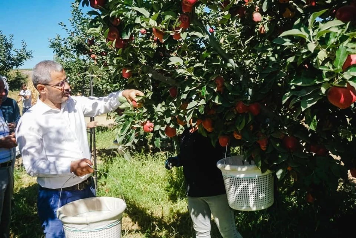 Denizli haberleri: Çivril\'de ilk elma hasadını Başkan Vural gerçekleştirdi