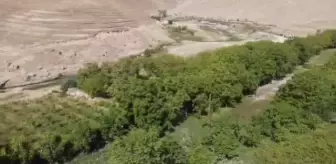 Bitlis gündem haberi: İri taneli Adilcevaz cevizinin hasadına başlandı