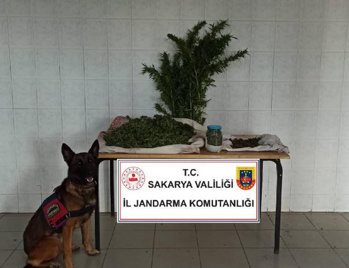 Jandarma baskın yaptı, tavan arasından 11 kilo esrar çıktı