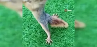 Muhtar ve yavru sincabın sevimli dostluğu