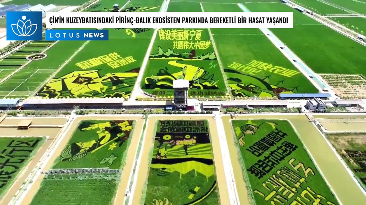 Video: Çin\'in Kuzeybatısındaki Pirinç-balık Ekosistem Parkında Bereketli Bir Hasat Yaşandı