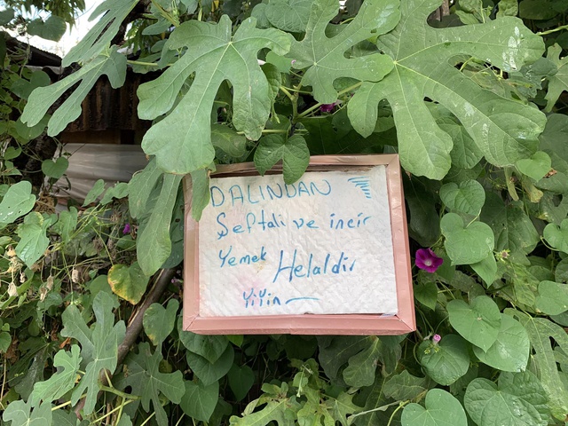 Bahçe sahibinin bir ağacına asıp bıraktığı not, yoldan geçerken gören herkesi duygulandırıyor