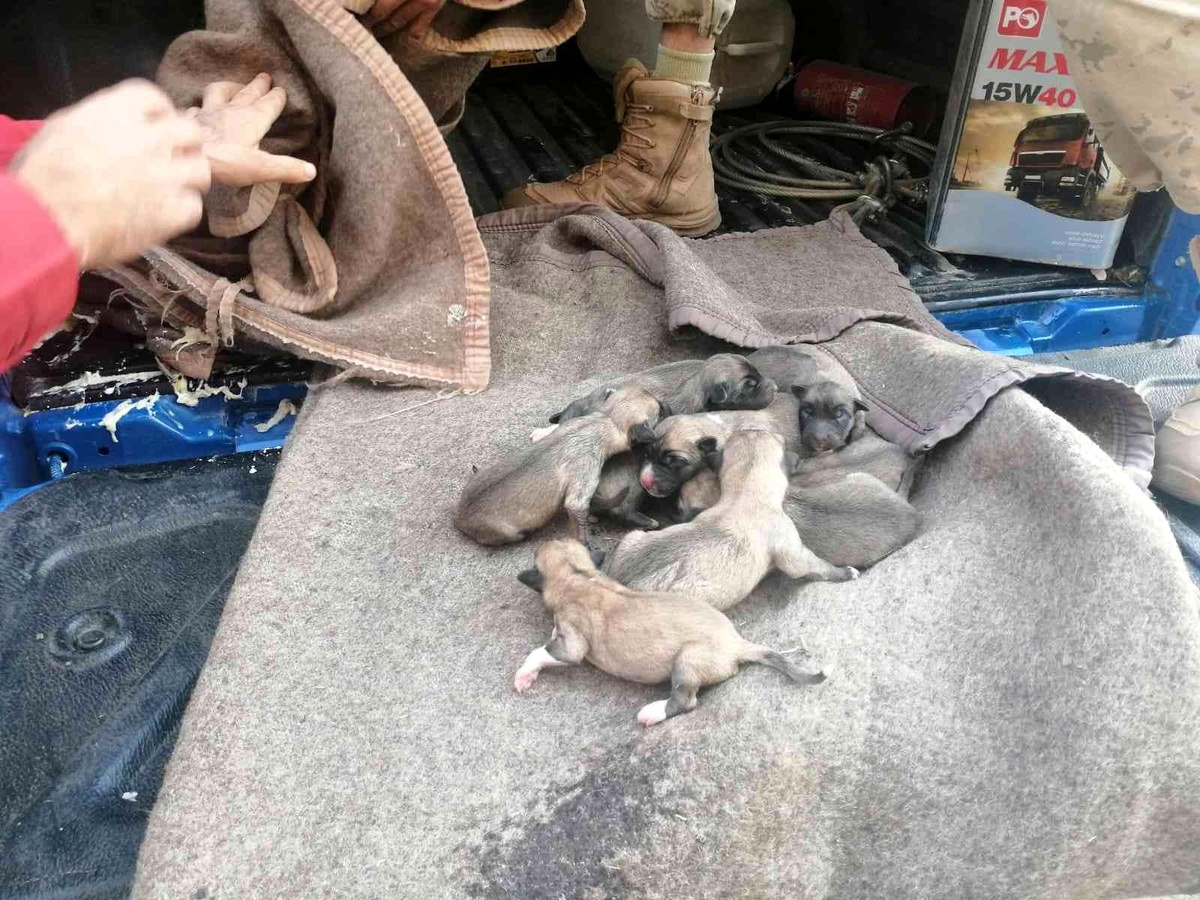 Son dakika haberleri... Anne ve yavru köpeklere jandarmadan şefkat eli