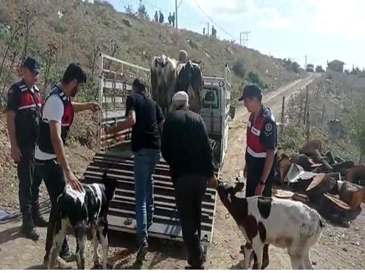Balıkesir haberi | Balya\'da büyükbaş hayvan hırsızları yakalandı