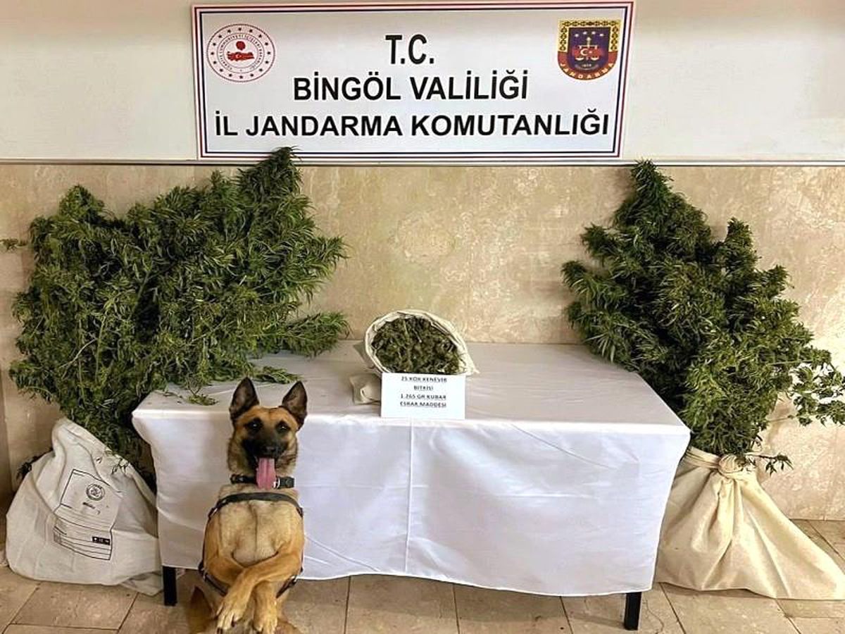 Bingöl gündem: Bingöl\'de 1 kilo 265 gram esrar ve 25 kök kenevir ele geçirildi