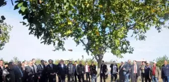 Edirne gündem haberi... Edirne'nin bozuk orman arazisindeki cevizde hasat başladı