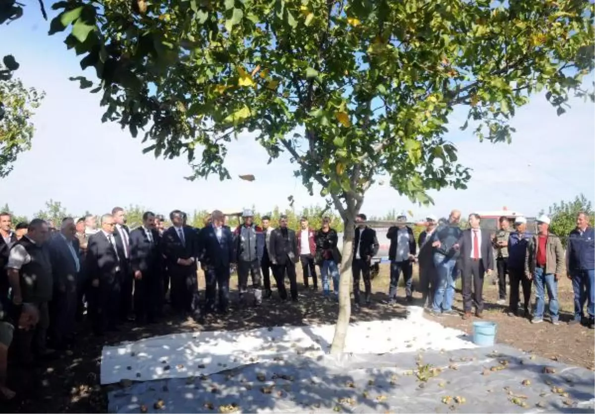 Edirne gündem haberi... Edirne\'nin bozuk orman arazisindeki cevizde hasat başladı