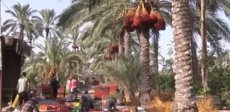 Gazze'de hurma hasadı