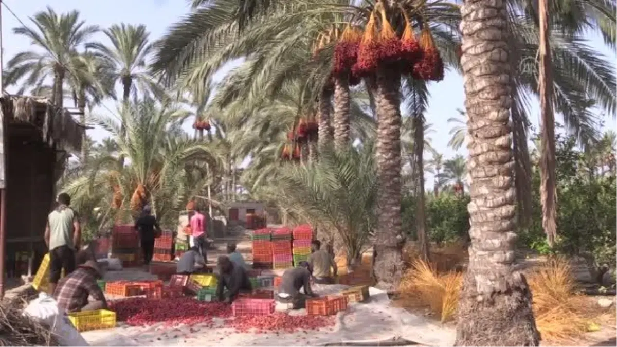 Gazze'de hurma hasadı