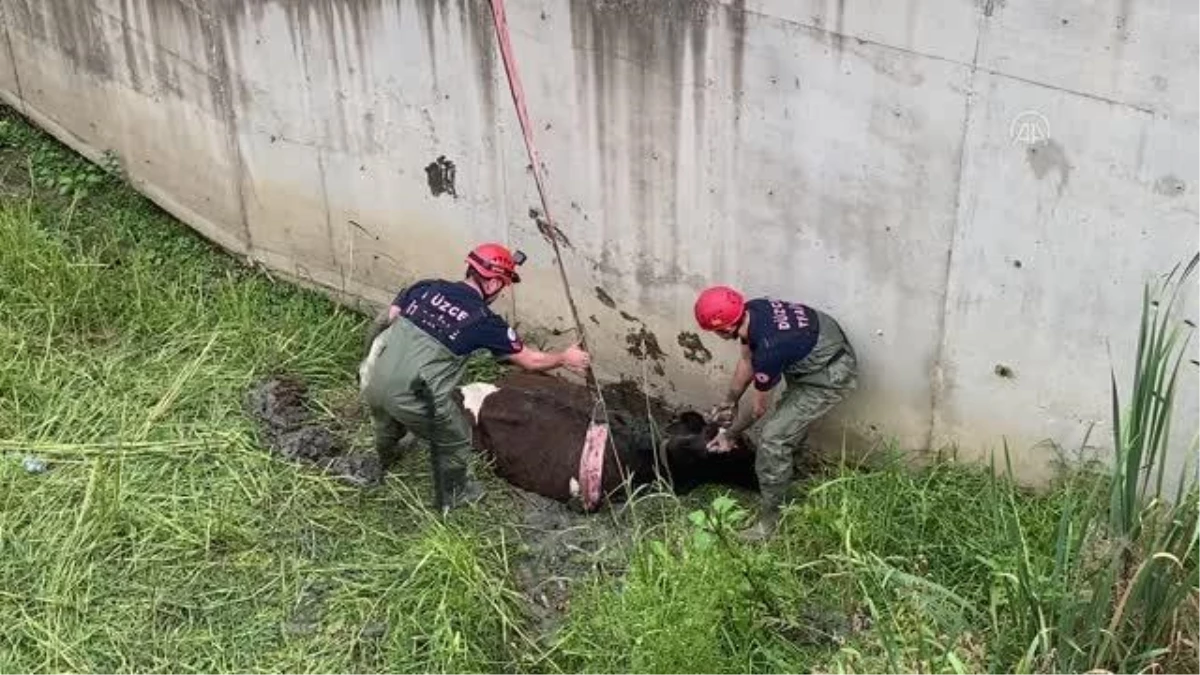 Melen Çayı\'nda çamura saplanan inek vinç yardımıyla kurtarıldı