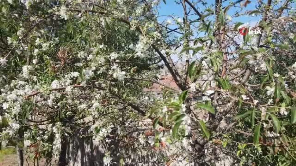 Sivas haber: Sivas\'ta kış öncesi elma ağaçları çiçek açtı