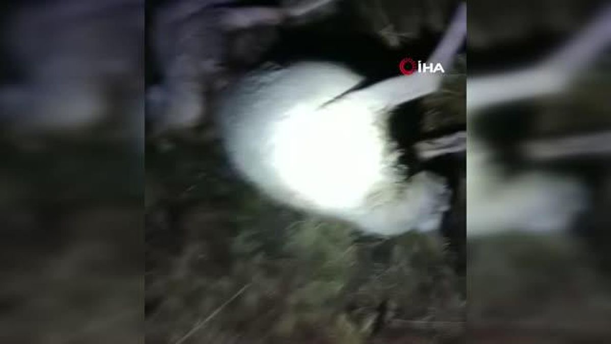 Sivas haberi! Sivas'ta yıldırım çarpan 40 koyun telef oldu