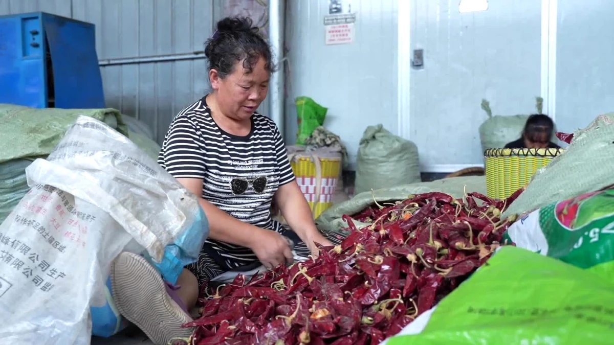 Çin\'in Guizhou Eyaletinde Kırmızı Biber Yetiştiriciliği Ekonomiye Renk Katıyor