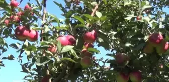 Doğal soğuk hava deposu yaylalarda elma hasadı başladı