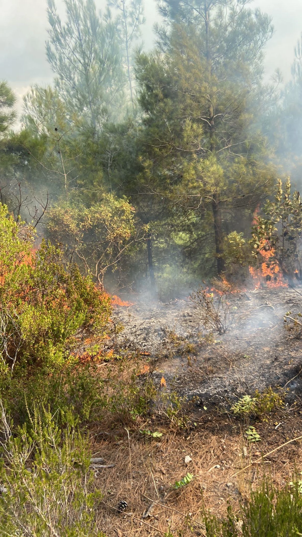Son dakika haber! Hatay\'da Suriye sınırında çıkan orman yangını kontrol altına alındı