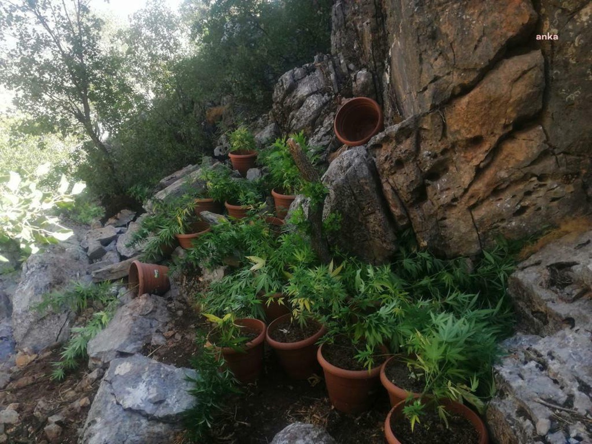 Diyarbakır haberi | İçişleri Bakanlığı: Lice Kırsalındaki 12 Ayrı Noktada 232 Bin Kök Kenevir, 60 Bin Kök Skunk ile 520 Kilo Kubar ve Toz Esrar Ele Geçirildi