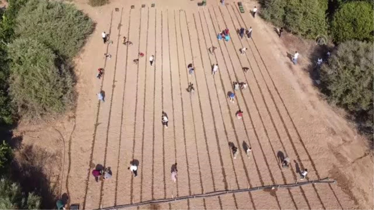 Meslek lisesi öğrencileri uygulamalı eğitimle tarımı öğreniyor