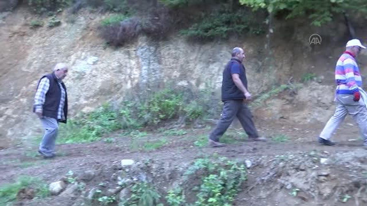 Nebiyan kestanesinde hasat mesaisi başladı