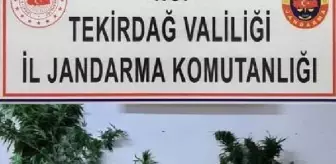 Son dakika haberi! Şarköy'de, bağ evine uyuşturucu operasyonunda 2 tutuklama