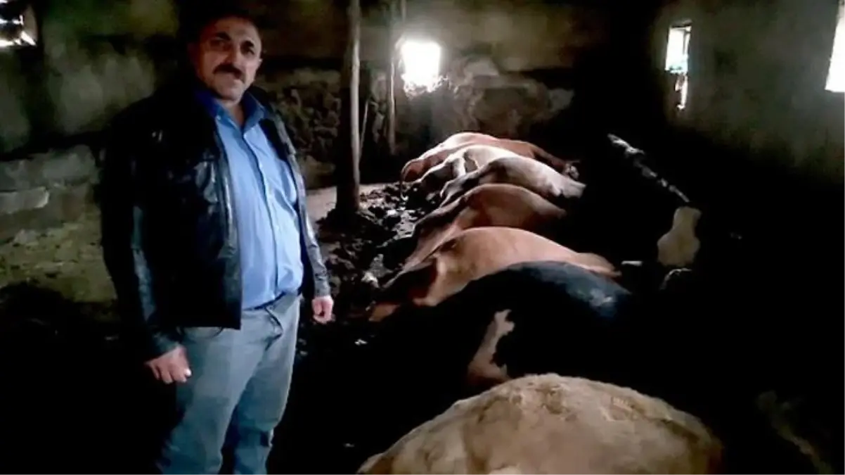 Yıldırım isabet eden ahırdaki büyükbaş hayvanlar telef oldu! Gördüğü manzara karşısında yıkıldı