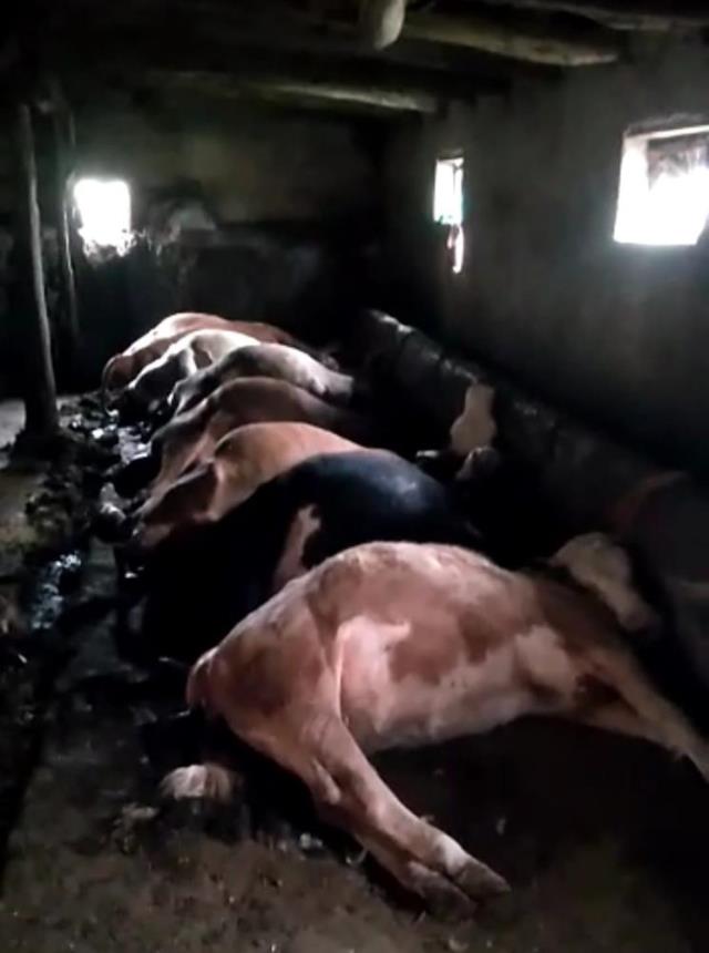 Tek geçim kaynağıydı! Gece ahıra giden vatandaş gördüğü manzara karşısında adeta yıkıldı