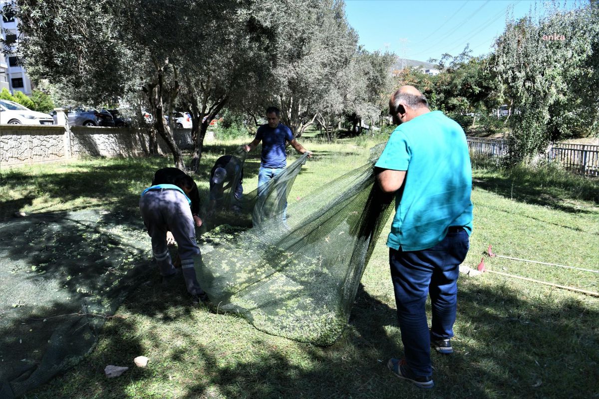İzmir haberleri | Bornova Belediyesi\'nden Zeytin Hamlesi