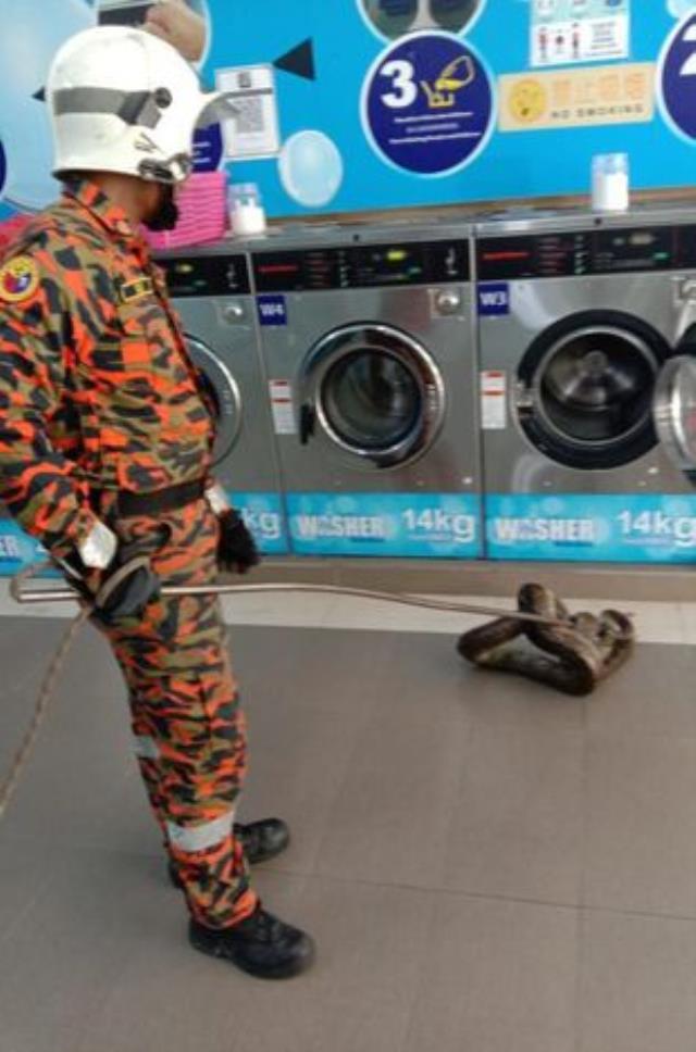 Kadının açtığı çamaşır makinesinin içinde 6 metre uzunluğunda dev yılan çıktı