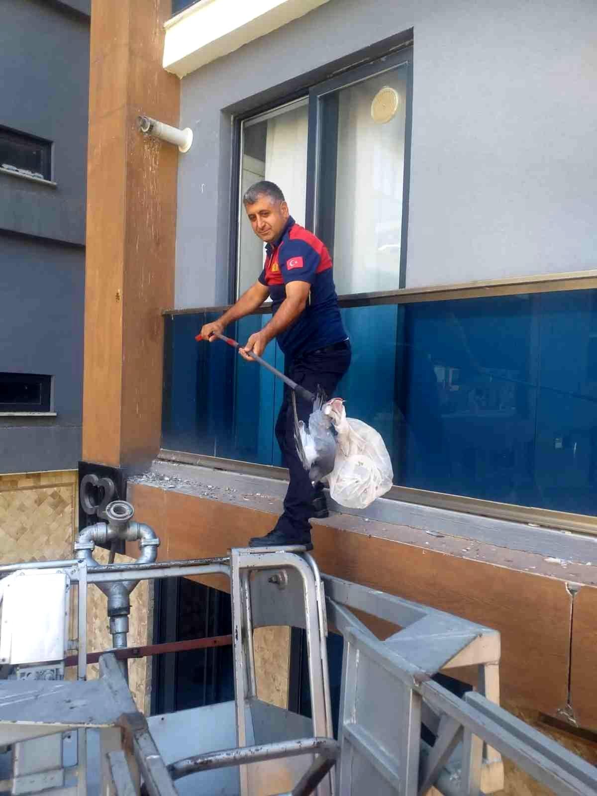 Mahsur kalan güvercini itfaiye ekipleri kurtardı