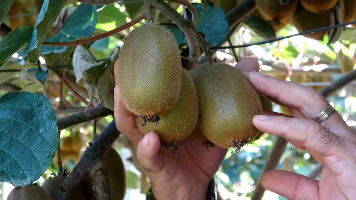 Ordu haber! Ordu\'da kivi üreticileri yeni sezon fiyatından memnun değil