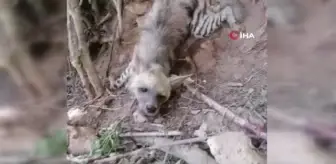 Gaziantep haber... Gaziantep'te nesli tükenme tehlikesi olan çizgili sırtlan bulundu
