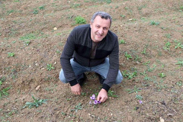 Topraktan filizlenen servet çiçek açtı! Kilo fiyatı dudak uçuklatıyor