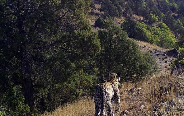 48 yıl önce neslinin tükendiği sanılan Anadolu leoparı ikinci kez görüldü