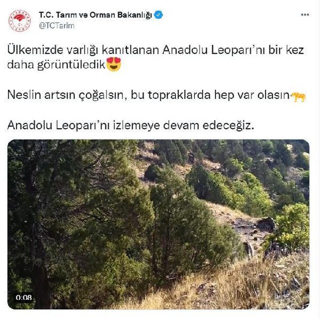 48 yıl önce neslinin tükendiği sanılan Anadolu leoparı ikinci kez görüldü