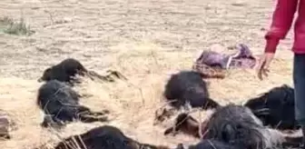 Siirt haber | Siirt'te mağara çöktü, 17 hayvan telef oldu