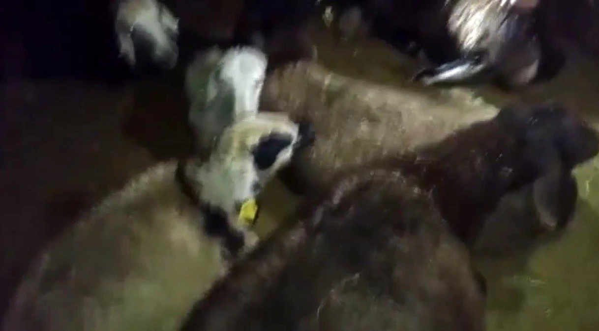 Ağrı haberi! Ağrı\'da kurtlar 350 koyundan oluşan sürüye saldırdı