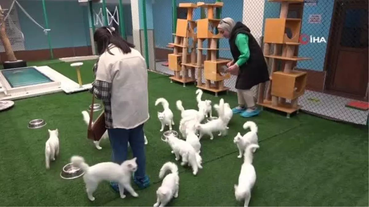 Van gündem: Dünyaca ünlü Van kedilerine 2022 yılında ziyaretçi akını