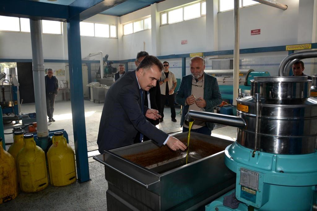 Van ekonomi haberi... Edremit\'te zeytinin, zeytinyağına yolculuğu başladı