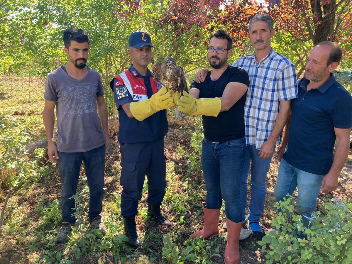 Malatya haber: Malatya\'da bulunan yaralı şahin tedavi altına alındı