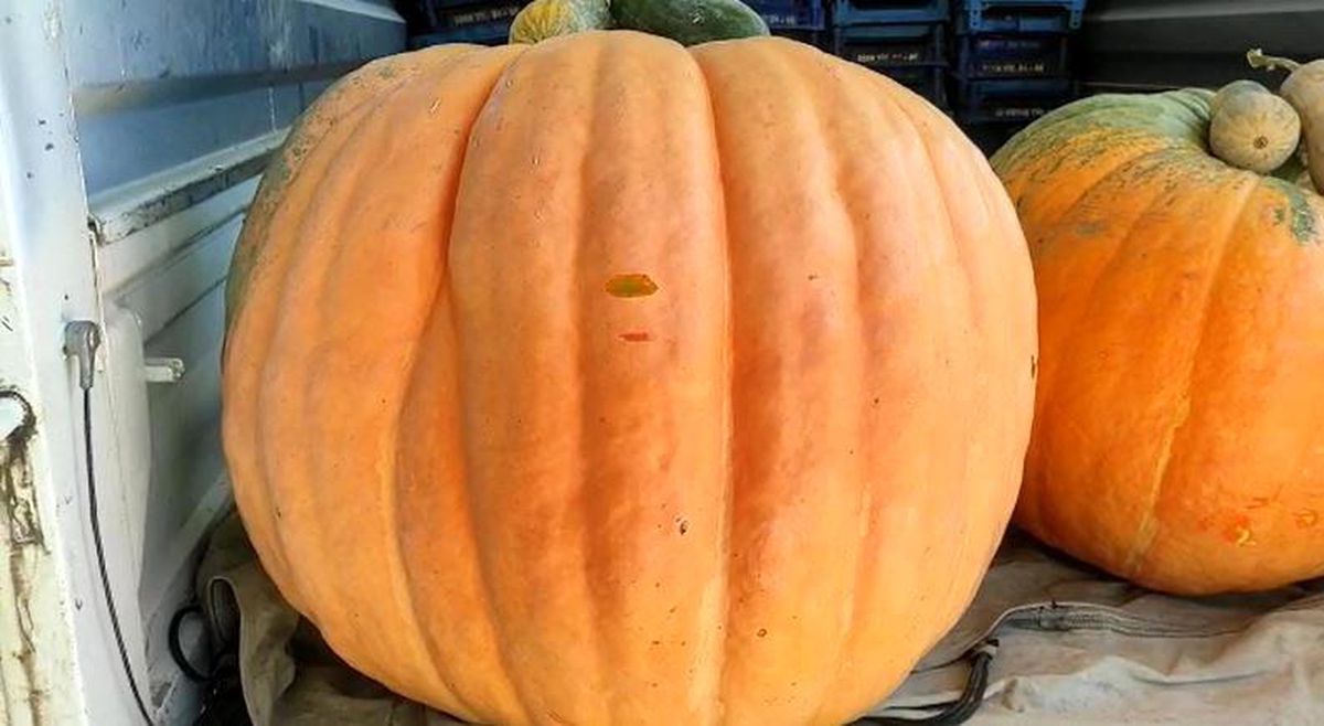 Ankara genel haberi | Nallıhan'da dev kabak görenleri hayrete düşürdü