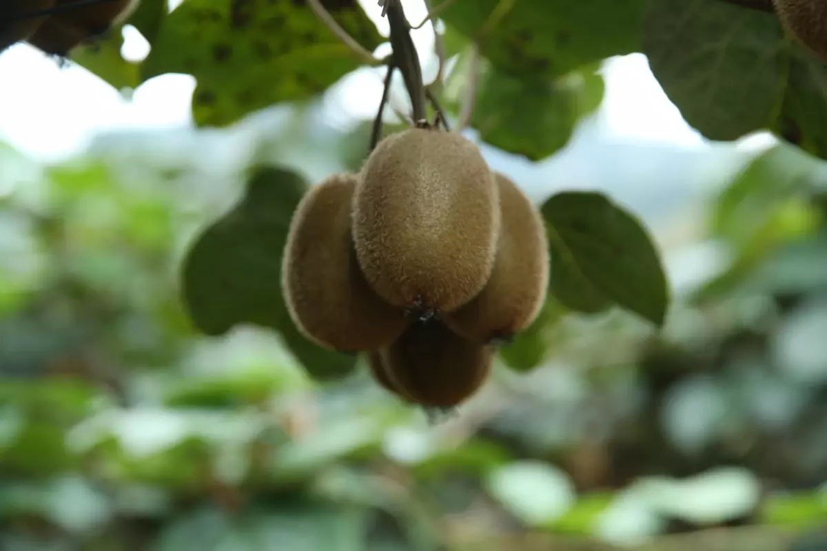 Ordu haberi! Ordu\'da 10 bin ton kivi rekoltesi bekleniyor