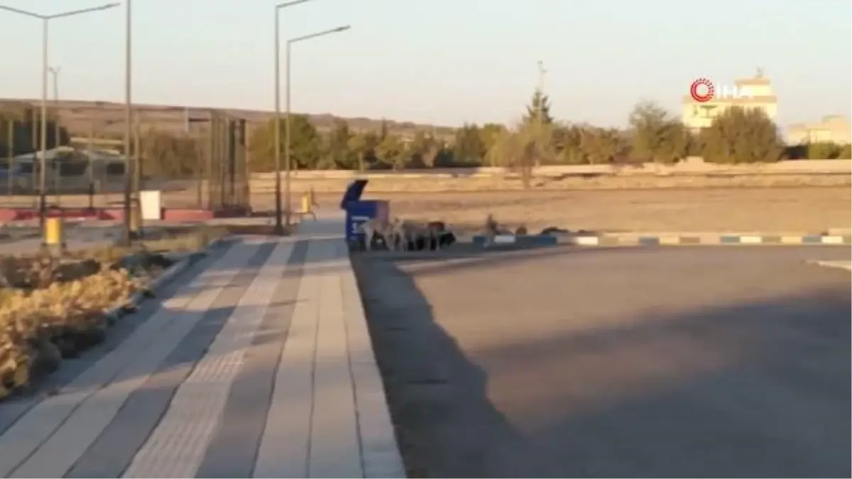 Sokak köpeklerinin keçiyi parçalama çalıştığı anlar kamerada