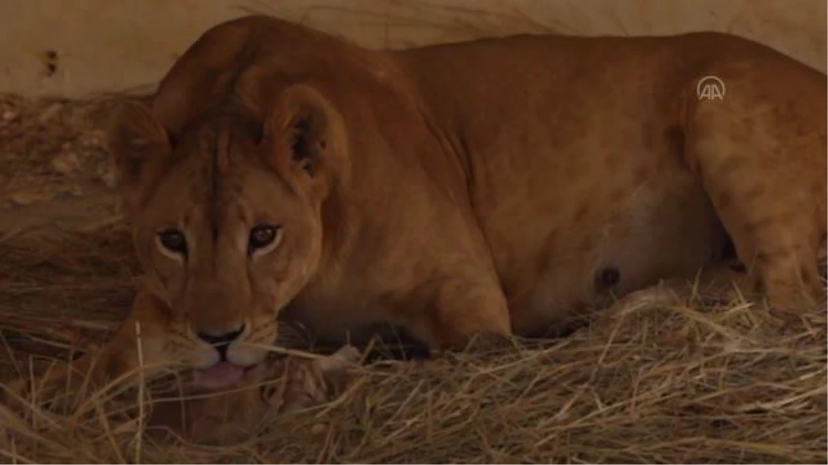 SÜLEYMANİYE - Irak\'taki hayvanat bahçesinin yeni gözdeleri "yavru aslanlar"